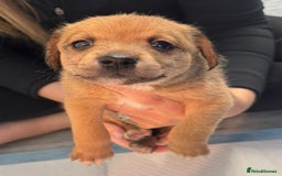 Mixed Breed dogs for sale: Jack Russell X Pomeranian Puppy’s for sale   - Image 6
