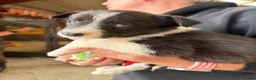 Welsh Collie dogs for sale: Adorable Mid Wales border collie puppies for sale - Advert 8