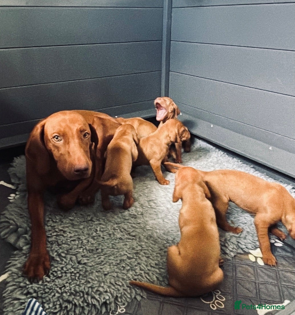 Hungarian Vizsla dogs KC registered Vizlas - Advert 2