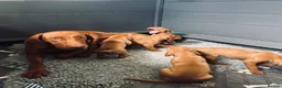 Hungarian Vizsla dogs for sale: KC registered Vizlas - Advert 3