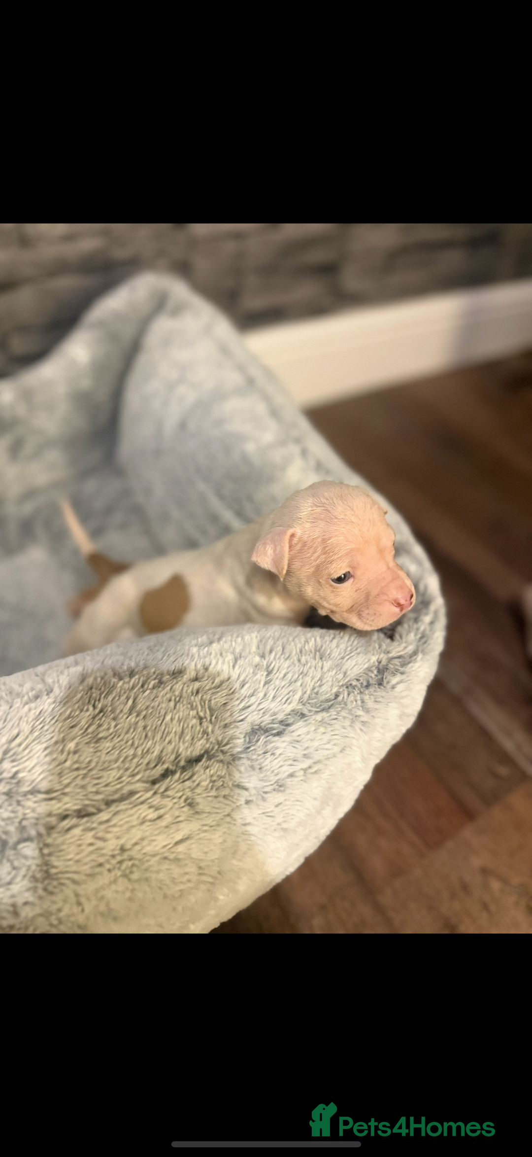 American Bulldog dogs for sale: American bulldog - Image 9