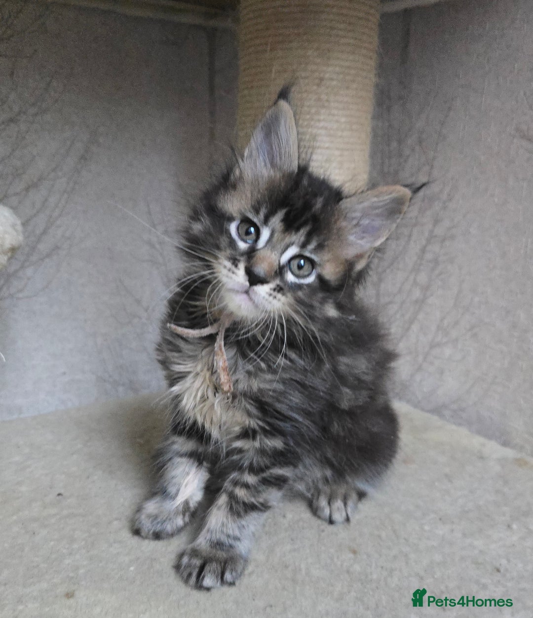 Maine Coon cats for sale: Beautiful Tica registered girls - Advert 2