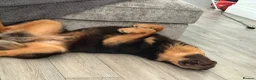 Shar Pei dogs for stud: Bear coat Shar pei in Rainham - Advert 2
