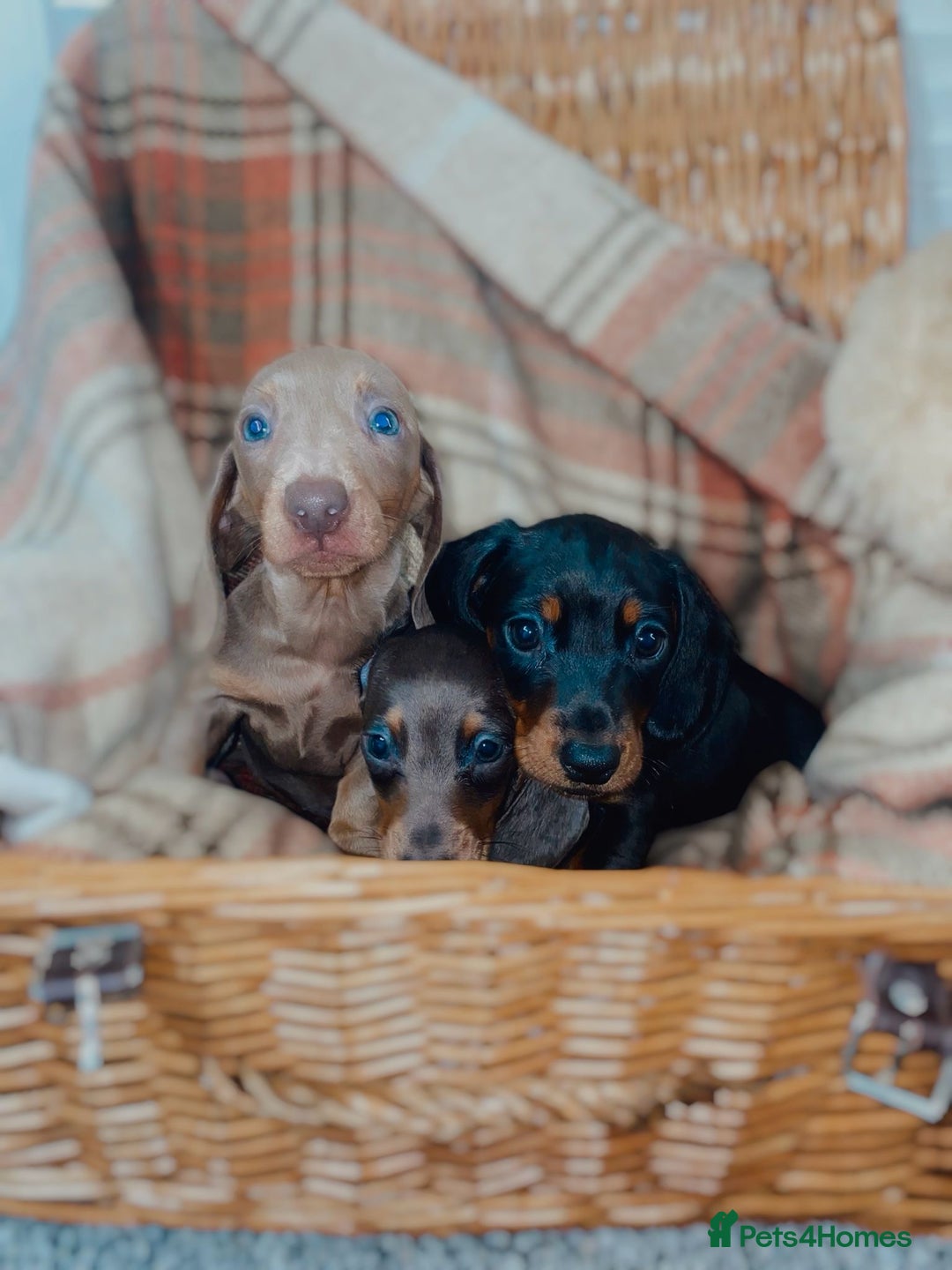 Miniature Dachshund dogs for sale: 3 beautiful miniature dachshund boys - Advert 1