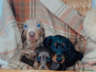 Miniature Dachshund dogs 3 beautiful miniature dachshund boys - Advert 17