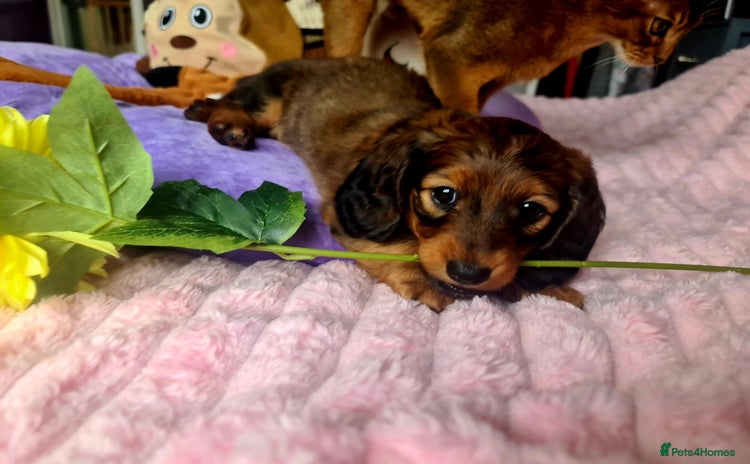 Dachshund dogs - Advert 13