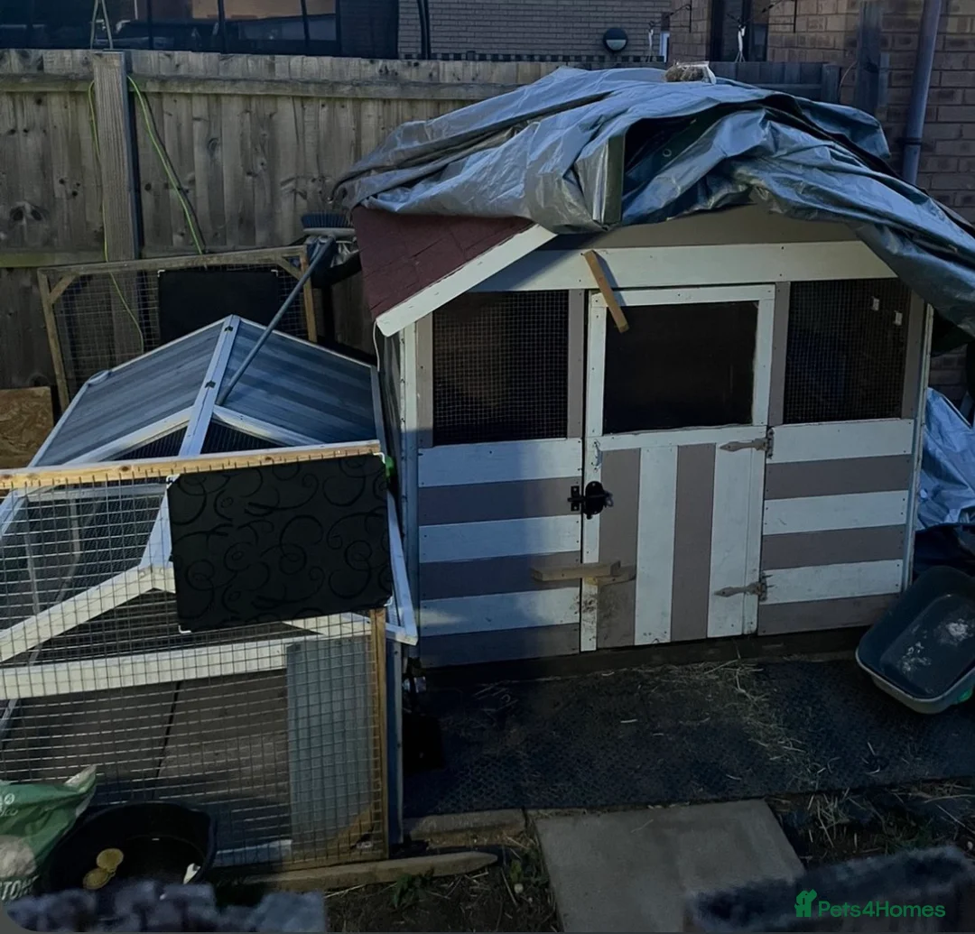 Mixed Breed rabbits for sale: Harley Quinn Lionhead pair of rabbits in Peterborough - Advert 6