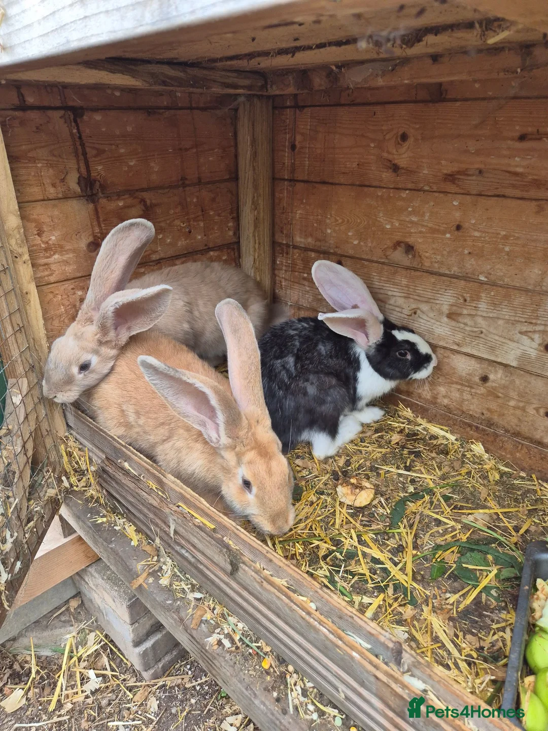 Mixed Breed rabbits for sale: Continetal  giant - Advert 8