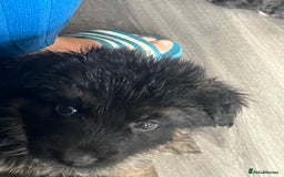 German Shepherd dogs for sale: Amazing fluffy German shepherd puppies  - Image 5