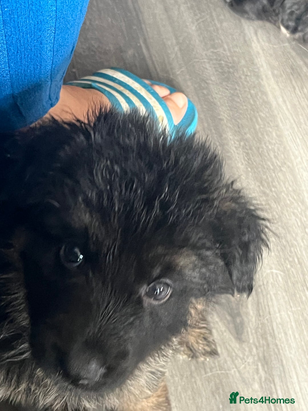 German Shepherd dogs for sale: Amazing fluffy German shepherd puppies  - Image 5