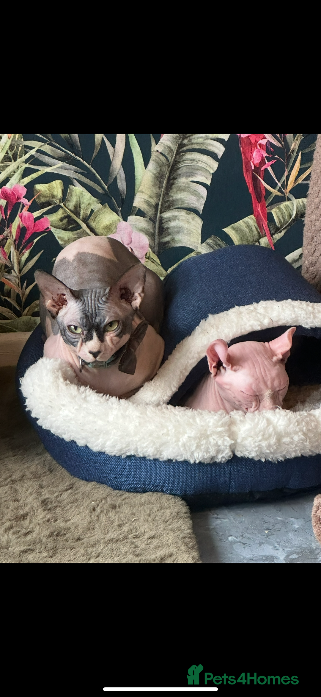 Sphynx cats for sale: Male Sphynx – Sidrick – 1½ Years Old - Advert 4