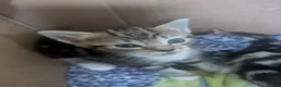 Mixed Breed cats for sale: 4 adorable kittens looking for a future home - Advert 17