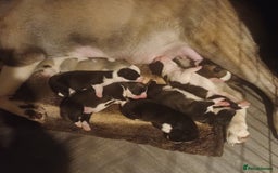 Akita dogs for sale: American akita puppies x7 - Image 1