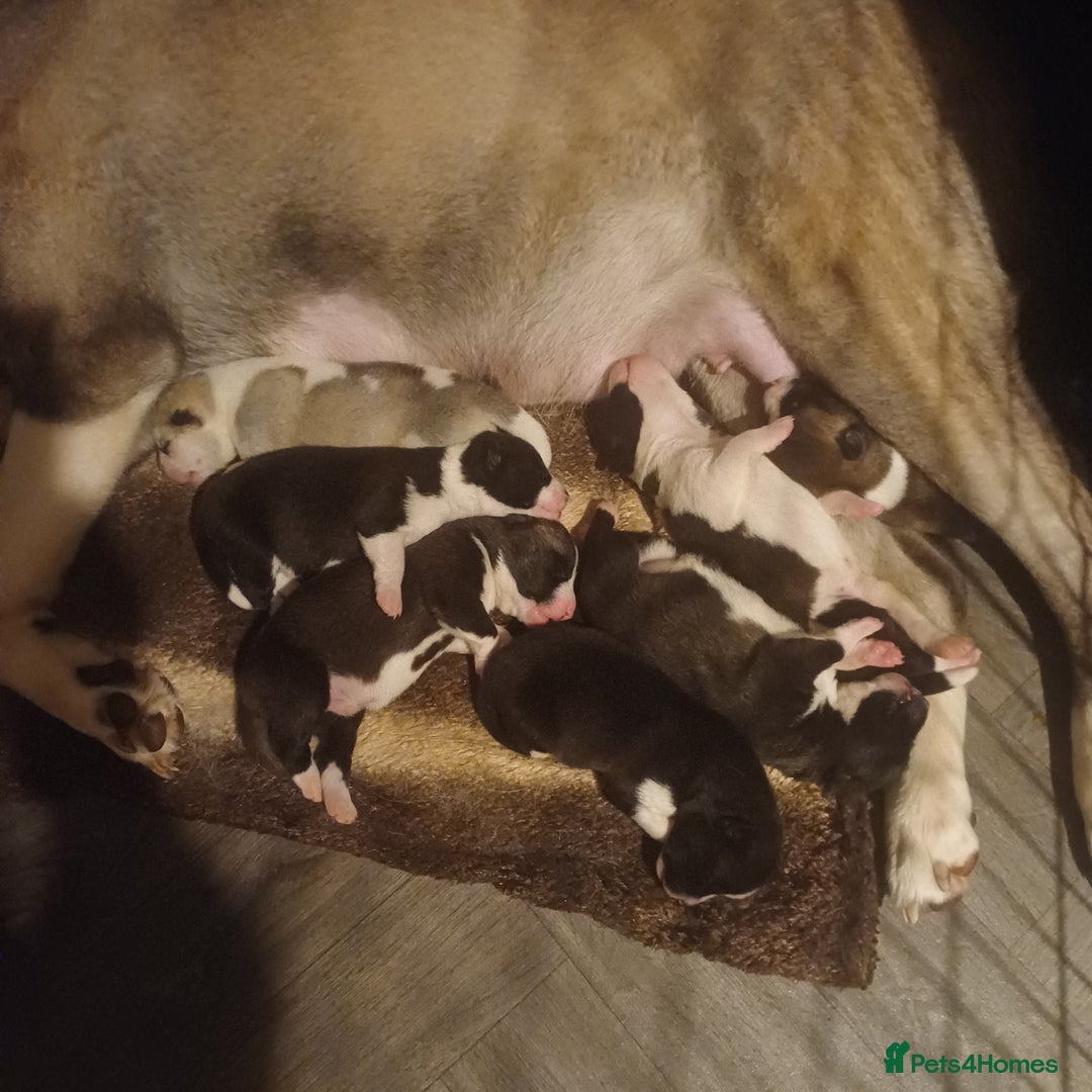 Akita dogs for sale: American akita puppies x7 - Image 1