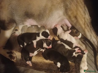 Akita dogs - Advert 6