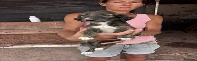 Puppy 3