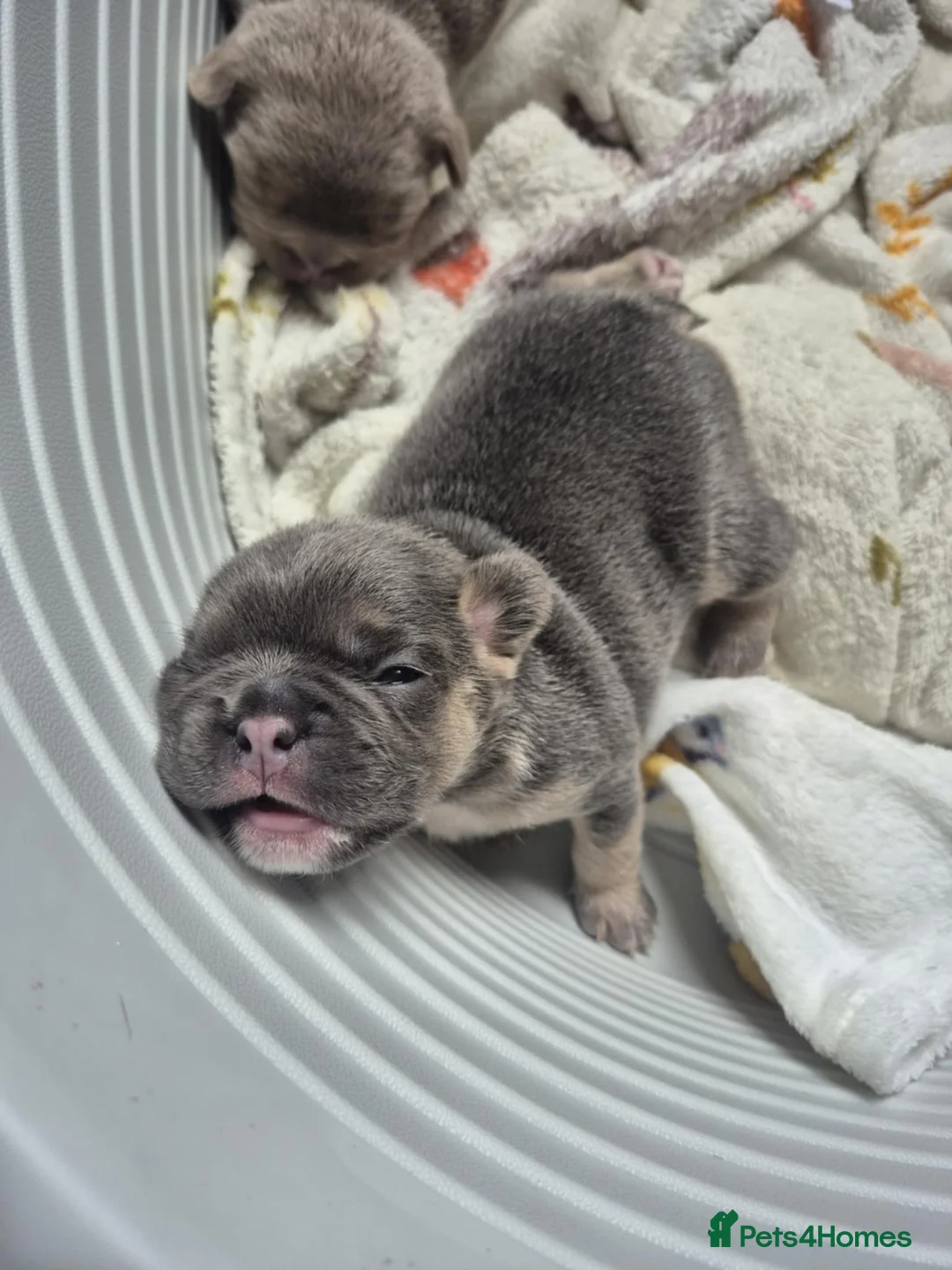 French Bulldog dogs for sale: French Bulldog puppies - Advert 9