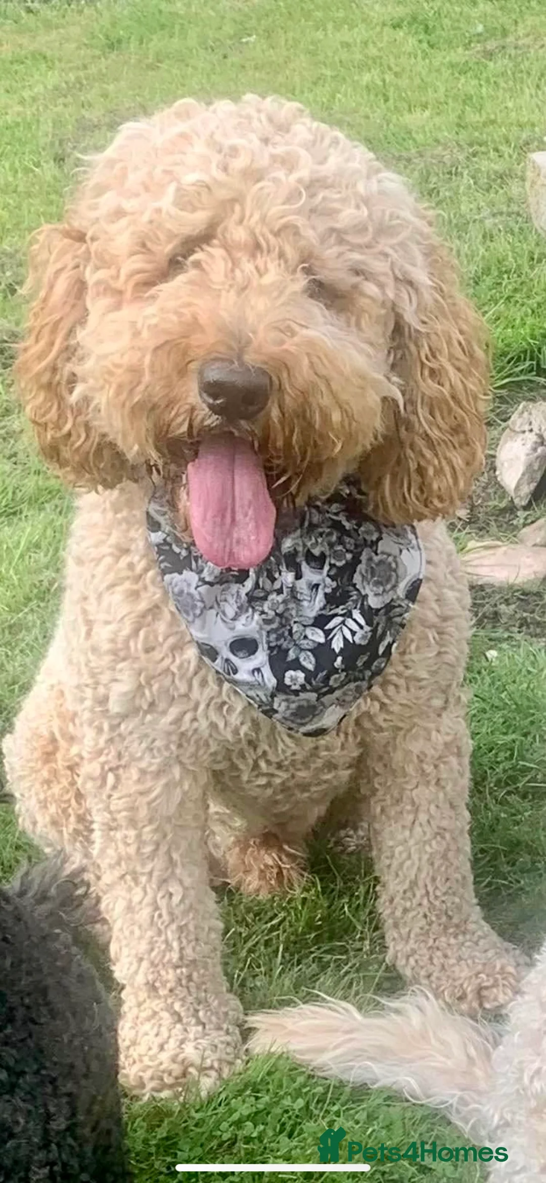 Labradoodle dogs for stud: Proven Extensive DNA health checked Stud in Warrington - Advert 4