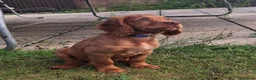 Cocker Spaniel dogs for sale: KC REG RED WORKING COCKER SPANIEL - Advert 8