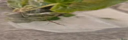 Stick Insects invertebrates for sale: Baby Indian Stick Insects in Scarborough - Advert 3