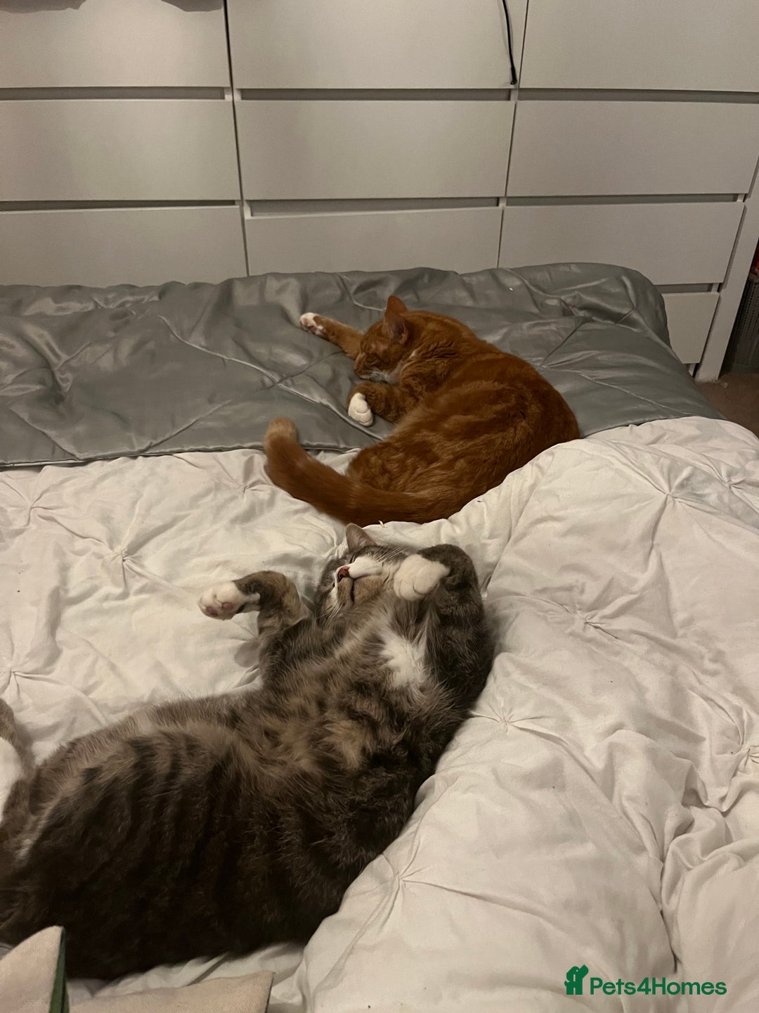 Domestic Shorthair cats for sale: Two cats for rehoming   - Advert 3