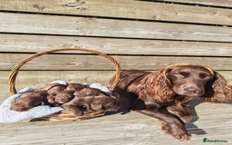 Sprocker dogs for sale: Adorable, well-socialised Sprocker Spaniel puppies - Image 1