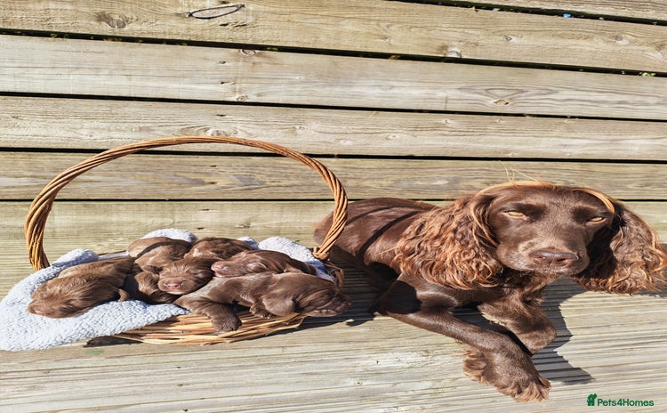 Sprocker dogs - Advert 2