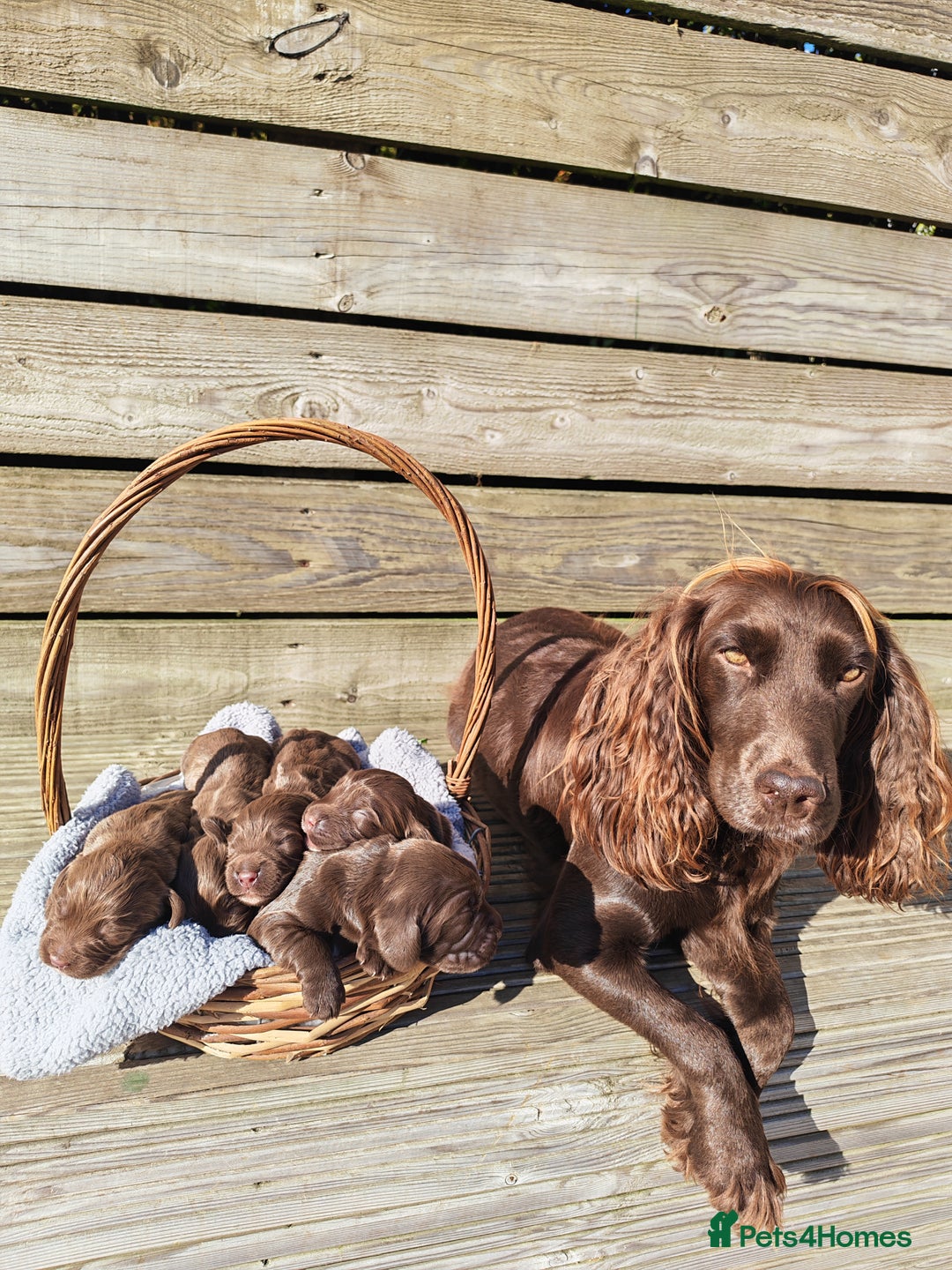 Sprocker dogs for sale: Adorable, well-socialised Sprocker Spaniel puppies - Image 1
