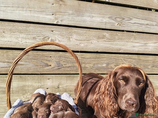 Sprocker dogs - Advert 1