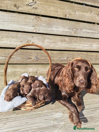 Sprocker dogs - Advert 1