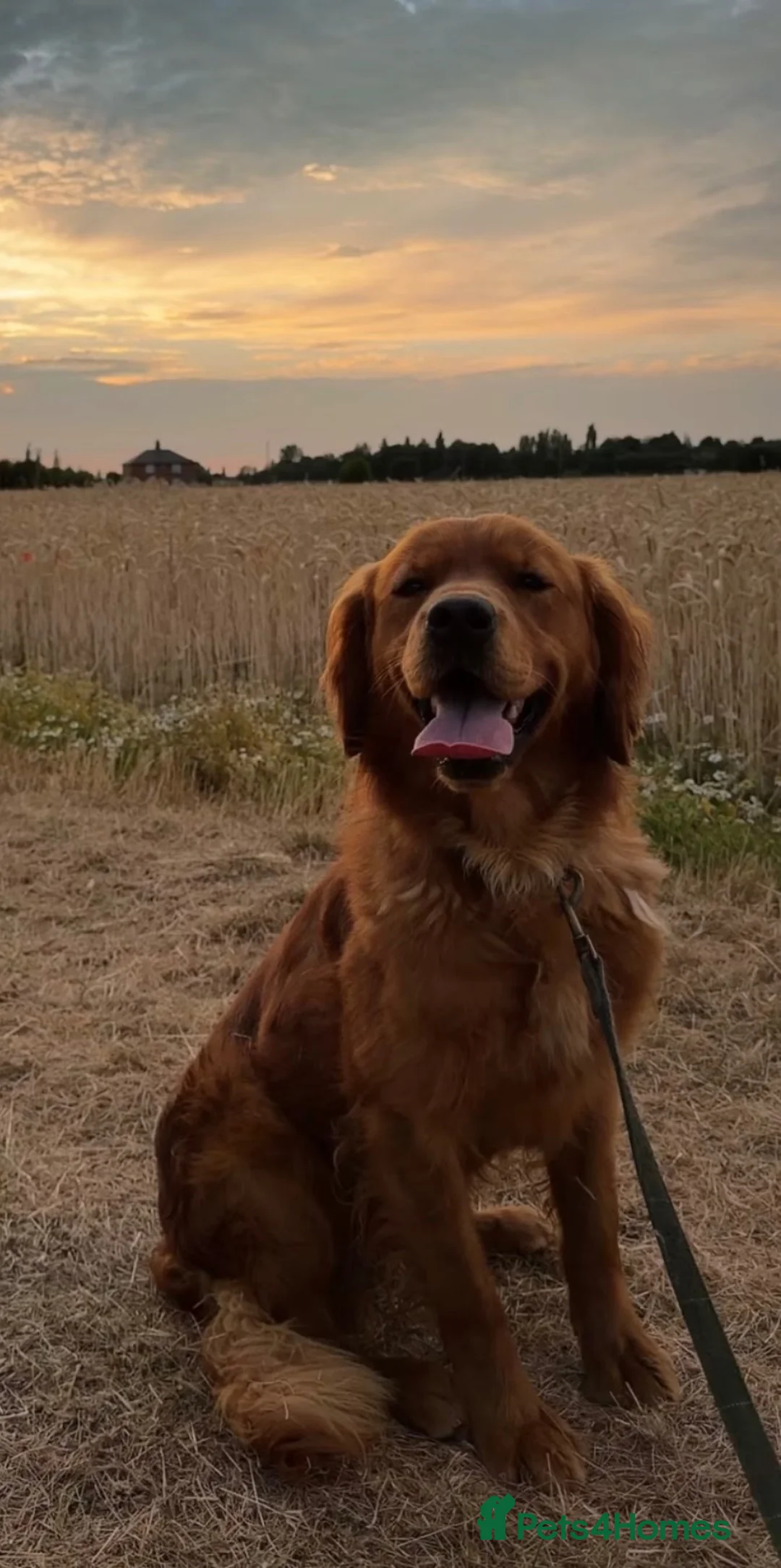 Golden Retriever dogs for sale: Golden Retriever  - Advert 5