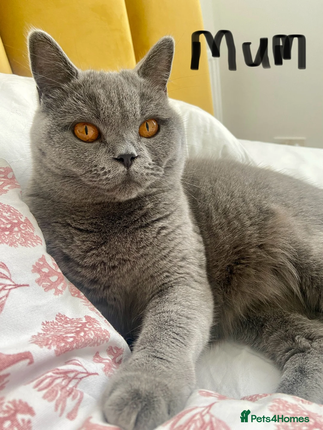 British Shorthair cats for sale: GCCF registered British shorthair kittens  - Advert 9