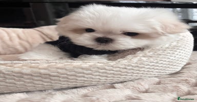 Maltese dogs - Advert 8