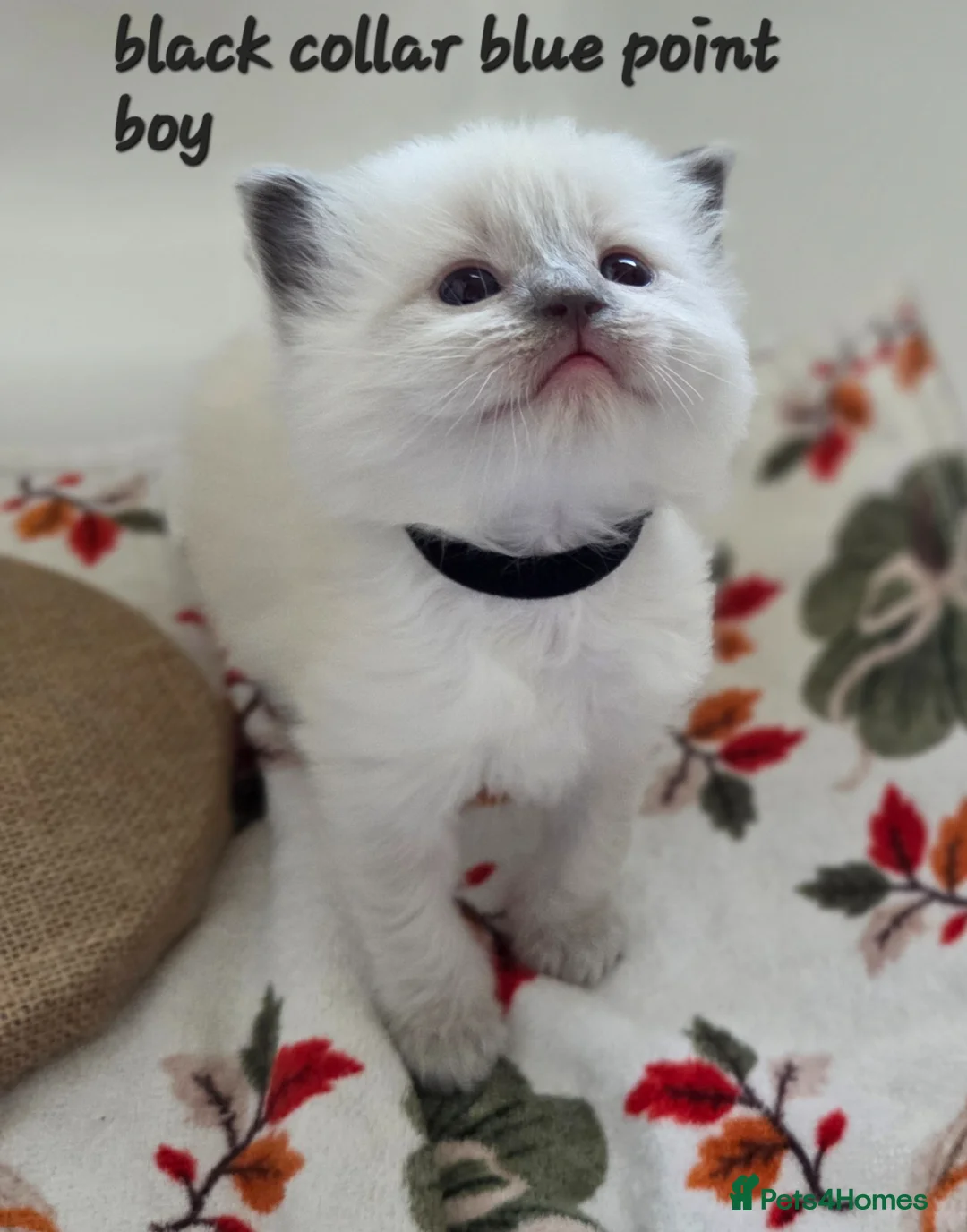 Ragdoll cats for sale: Gccf registered ragdoll kittens  - Advert 9