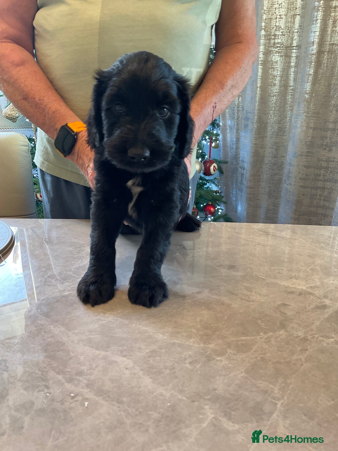 Mixed Breed dogs for sale: Beautiful Goldendoodle/Spangold Retriever Puppies - Advert 6