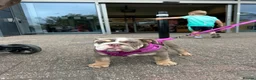 English Bulldog dogs for sale: Female English bulldog  - Advert 3