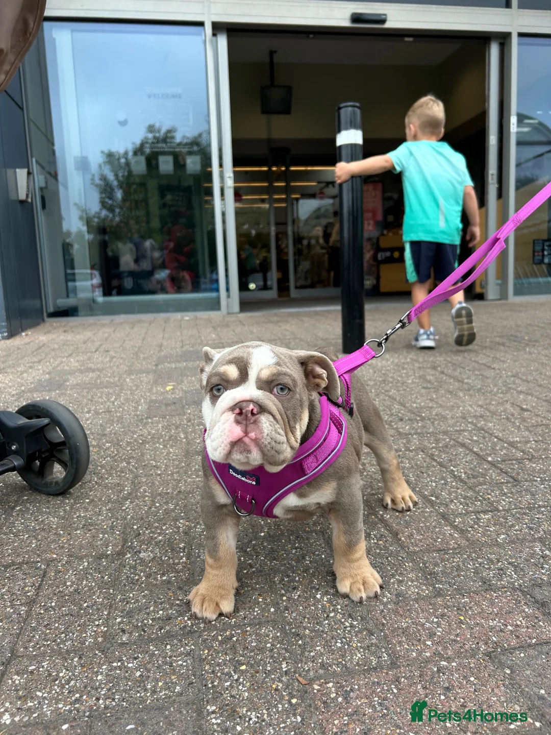English Bulldog dogs for sale: Female English bulldog  - Advert 3