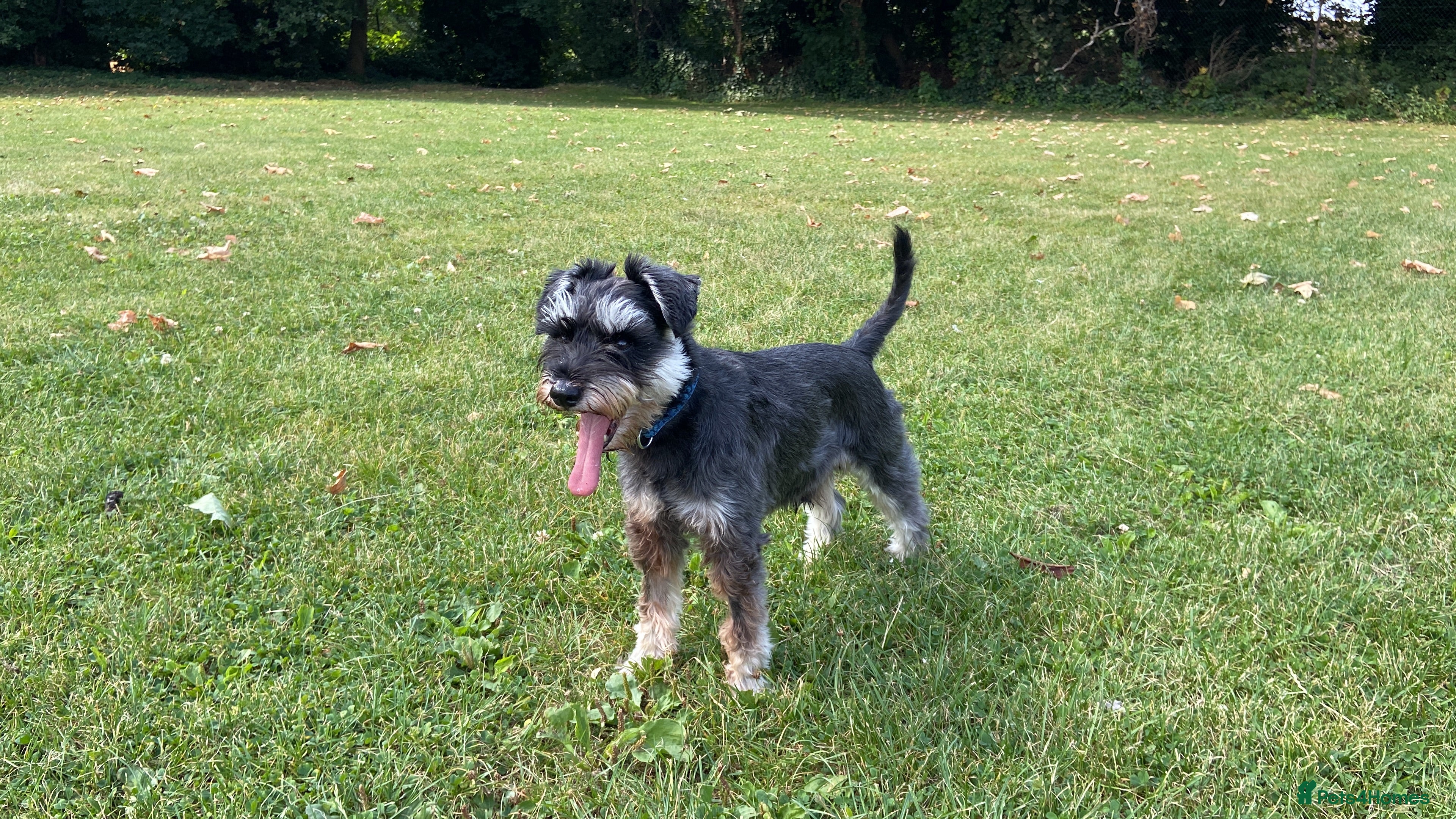 Miniature Schnauzer dogs Miniature Schnauzer looking for girlfriend - Advert 1