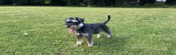 Miniature Schnauzer dogs for stud: Miniature Schnauzer looking for girlfriend - Advert 1