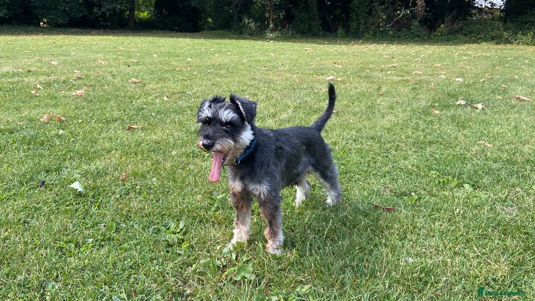 Miniature Schnauzer dogs for stud: Miniature Schnauzer looking for girlfriend - Advert 1