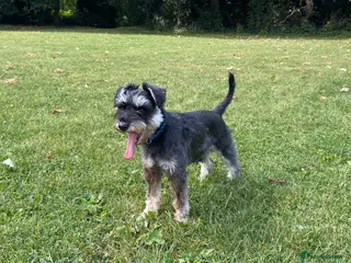 Miniature Schnauzer dogs Miniature Schnauzer looking for girlfriend - Advert 1