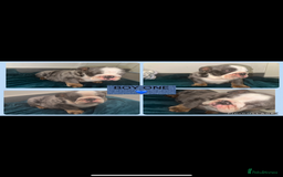 English Bulldog dogs for sale: ENGLISH BULLDOG PUPPIES FOR SALE🩷💙 - Image 3