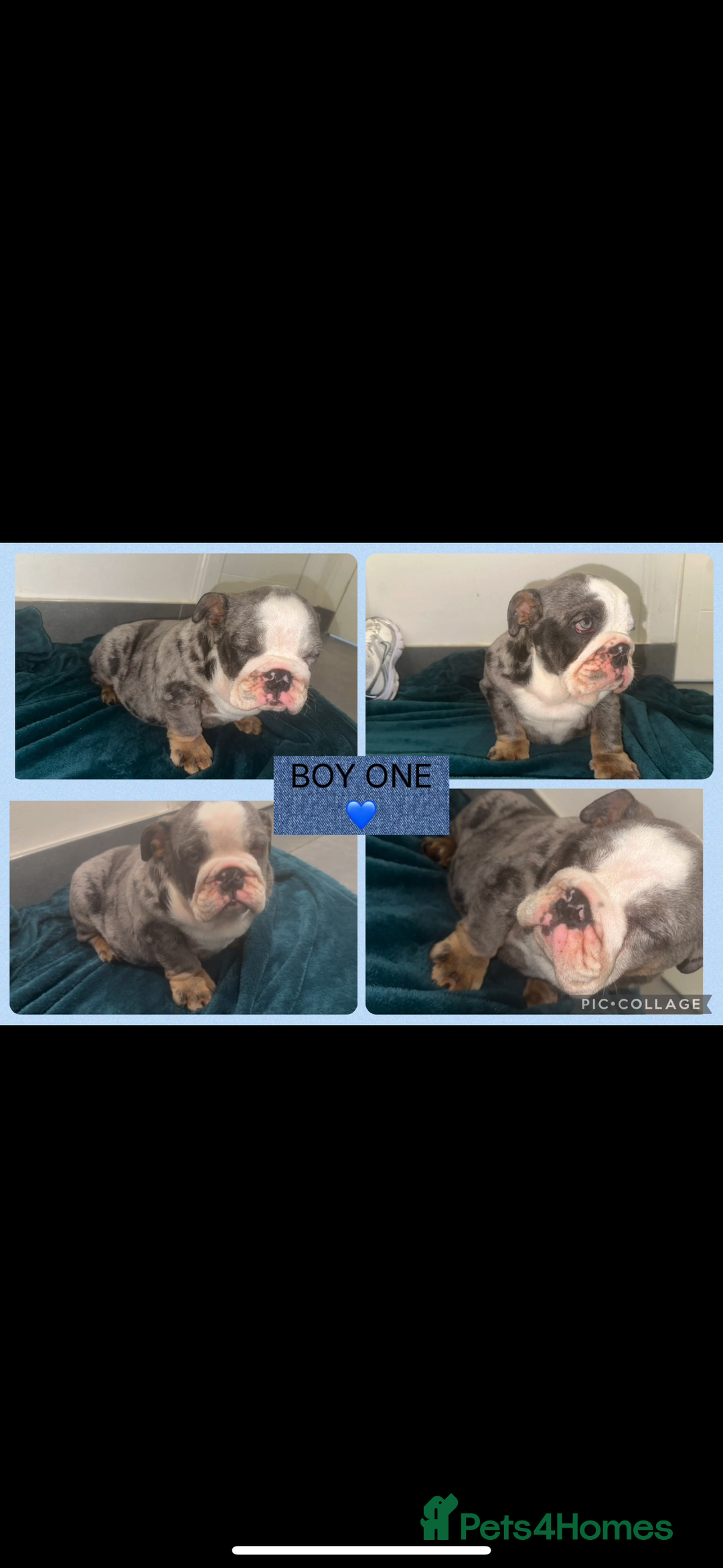 English Bulldog dogs for sale: ENGLISH BULLDOG PUPPIES FOR SALE🩷💙 - Image 3