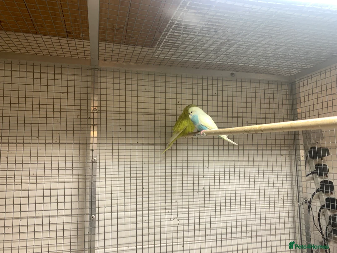 Budgerigars birds for sale: Budgies - Advert 2