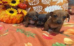 Dachshund dogs for sale: Dachshund puppies - Image 7