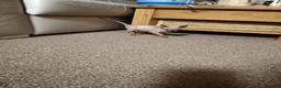 Sphynx cats for sale: Sphinx males - Advert 1