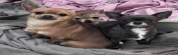 Chihuahua dogs for sale: Chihuahua puppies - 2F 2M-1 long coat/3 short coat - Advert 2