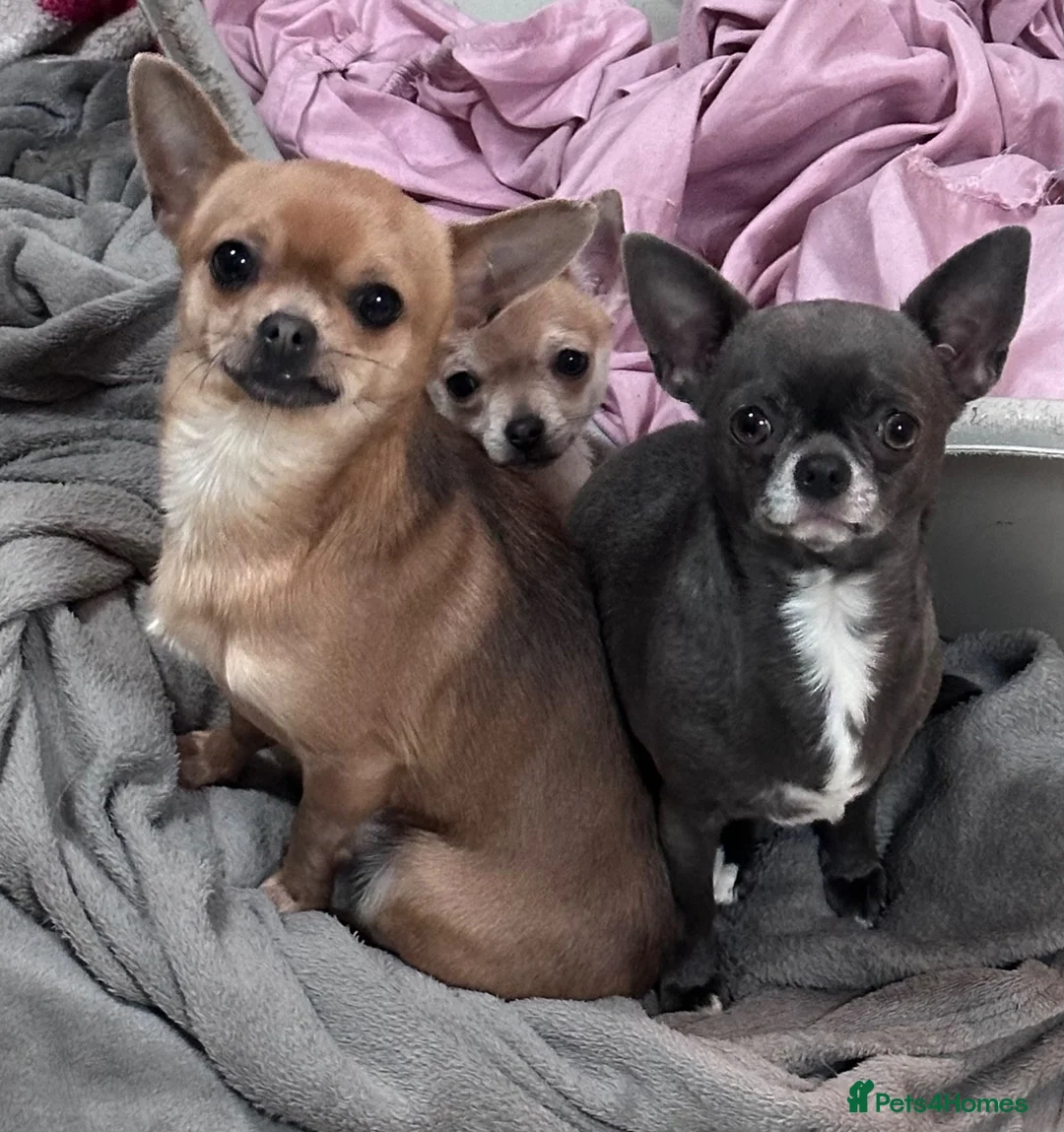 Chihuahua dogs for sale: Chihuahua puppies - 2F 2M-1 long coat/3 short coat - Advert 2