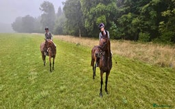 English Thoroughbred horses for sale: Smart hunter for sale - perfect mother/daughter - Image 7