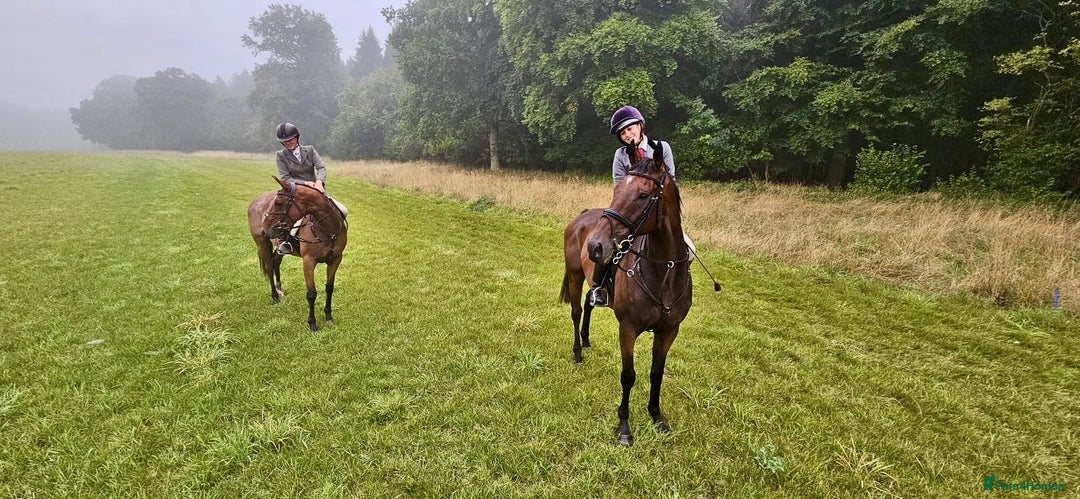English Thoroughbred horses for sale: Smart hunter for sale - perfect mother/daughter - Image 7